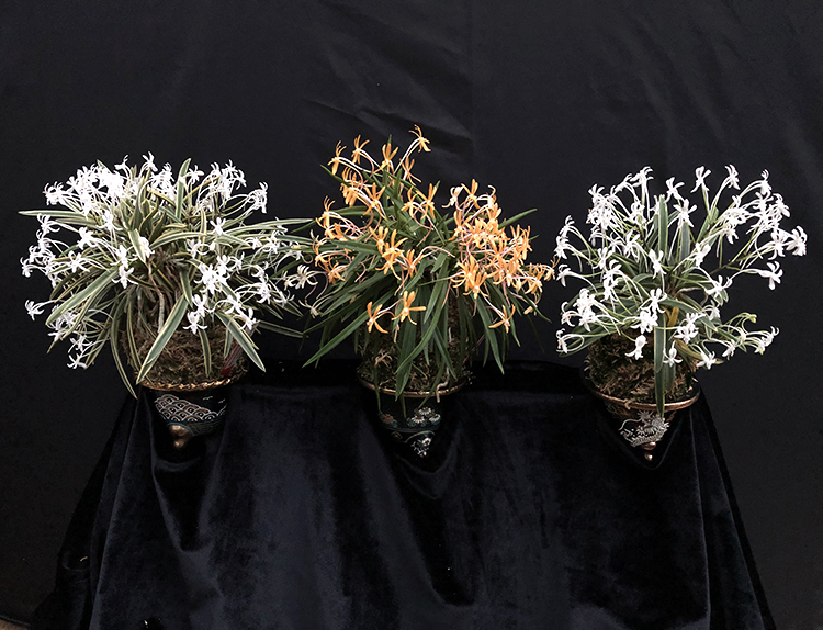 Neofinetia falcata (3)-33.jpg