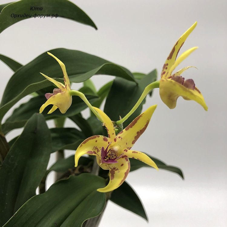 dendrobium Australian Artist (2)-2.jpg
