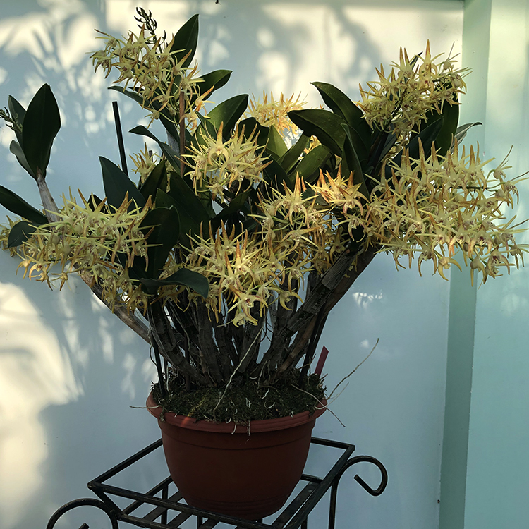 dendrobium Hilda Poxon (6)-6.jpg