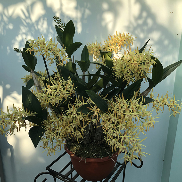 dendrobium Hilda Poxon (5)-5.jpg