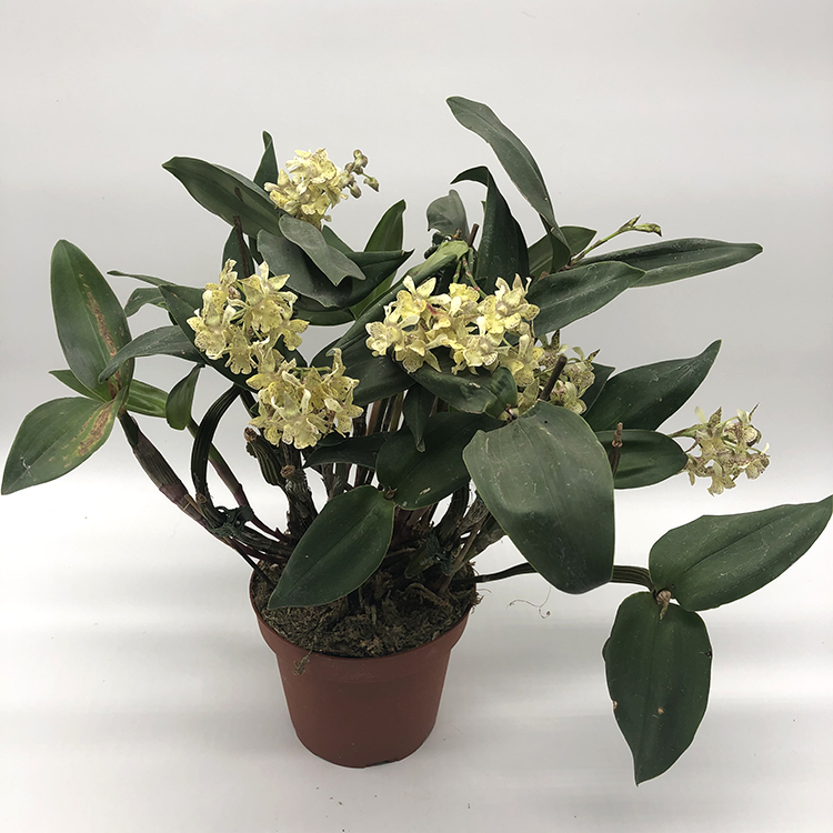 Dendrobium aberrans x polysema-1.jpg