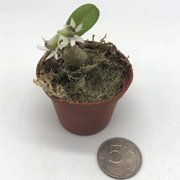 dendrobium peguanum-1.jpg