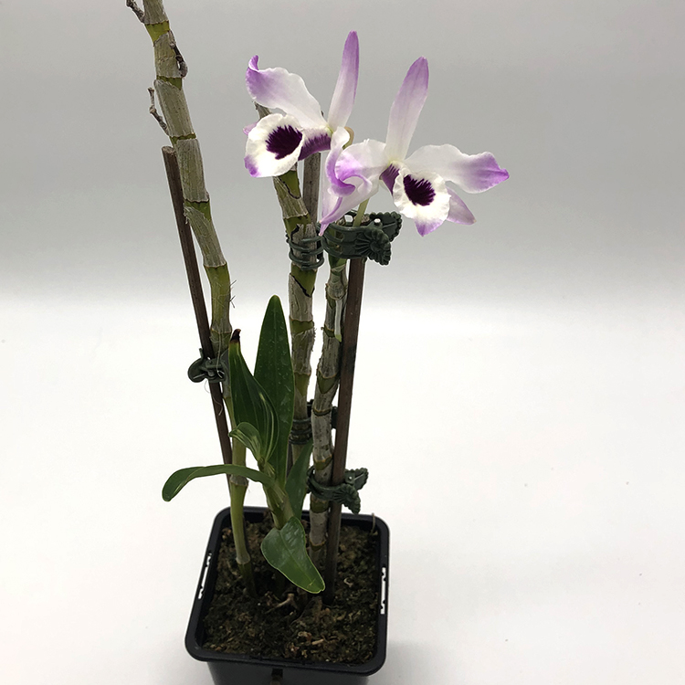 dendrobium nobile гибр. (variegata)-3.jpg