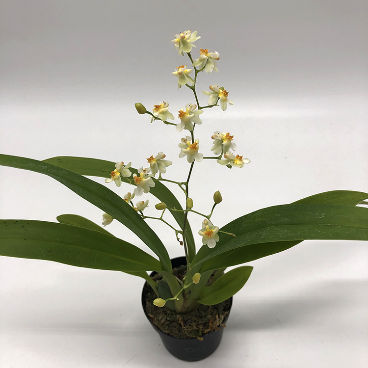 oncidium twinkle white strong 3-3.jpg