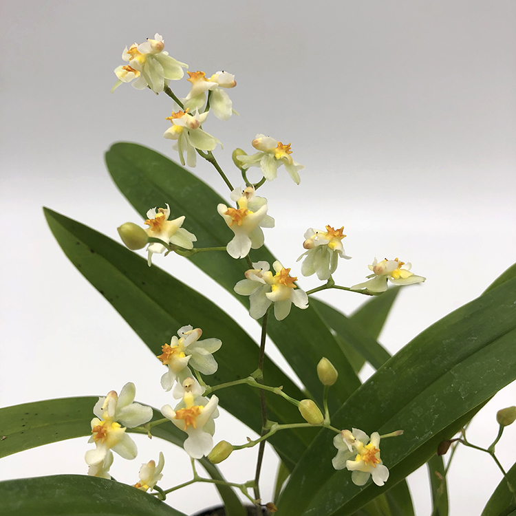 oncidium twinkle white strong (2)-2.jpg