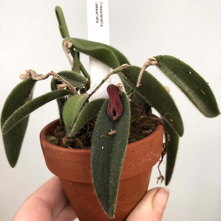 Dresslerella caesariata-1.jpg