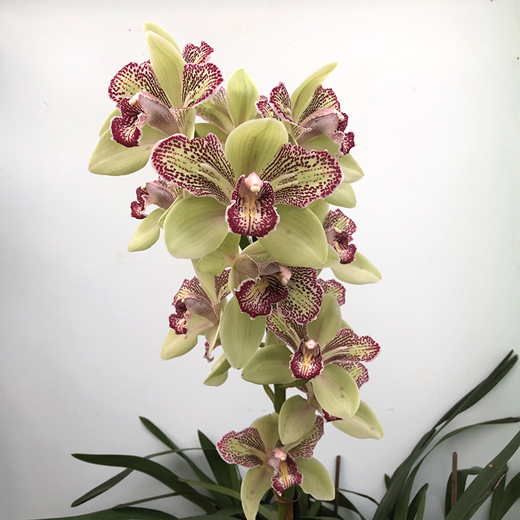 Cymbidium Isle 'Flamingo' (3)-3.jpg