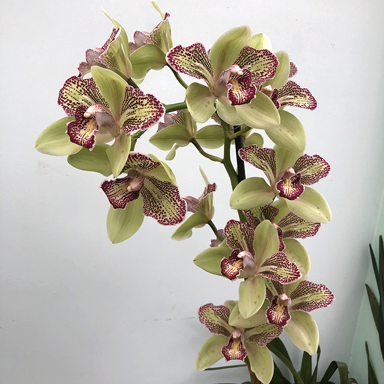 Cymbidium Isle 'Flamingo' -1.jpg