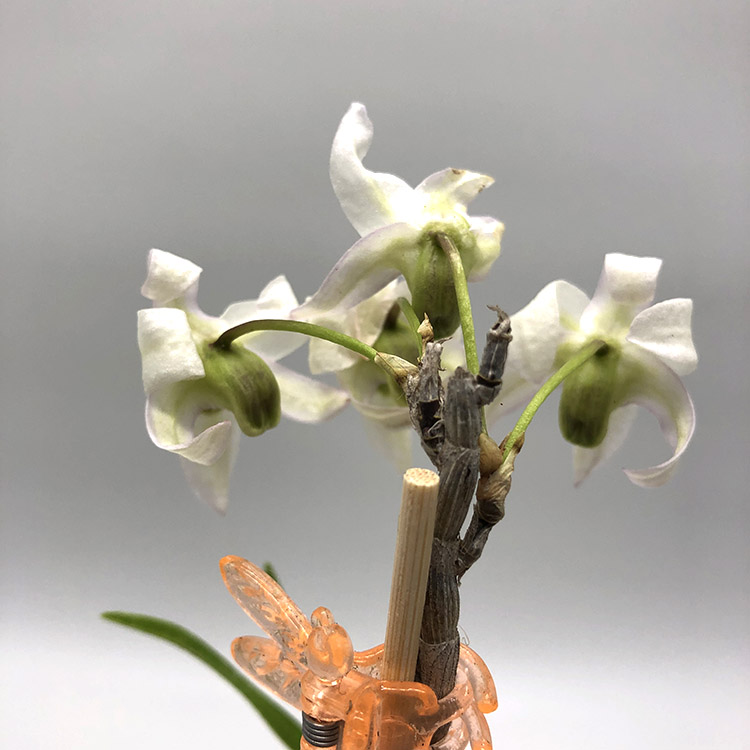 Dendrobium moniliforme Ryokuho (3)-3.jpg