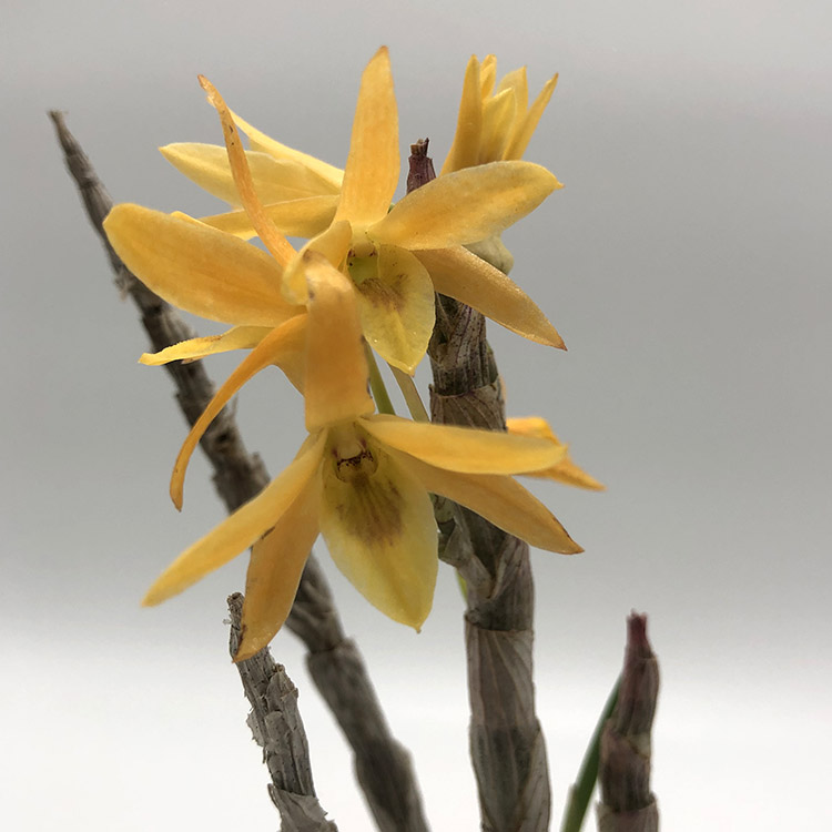 Dendrobium moniliforme F2 orange-1.jpg