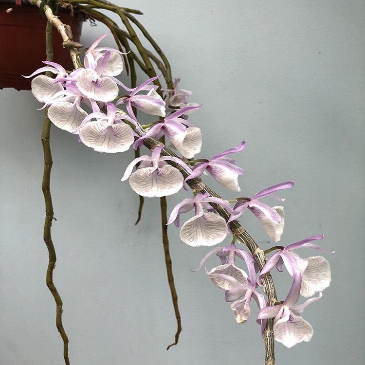dendrobium primulinum -1.jpg