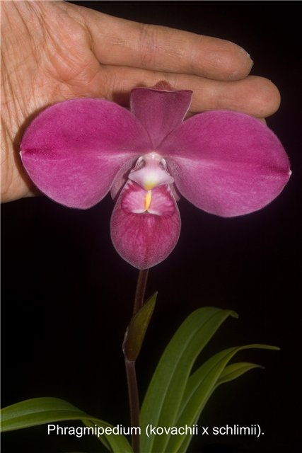 Phrag. Eumelia Arias (kovachii x schlimii).jpg