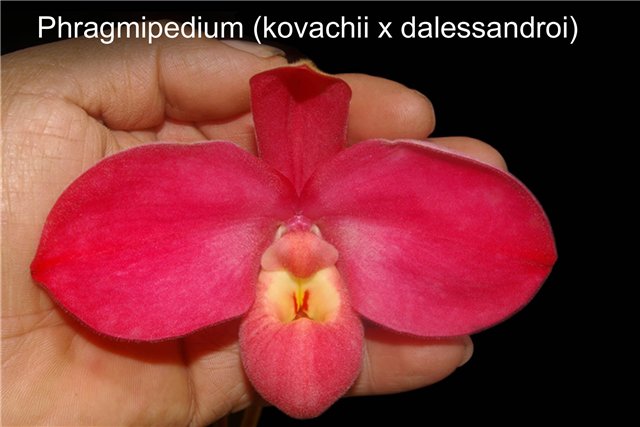 Phrag. Peruflora's Cirila Alca (kovachii x dalessandroi).jpg