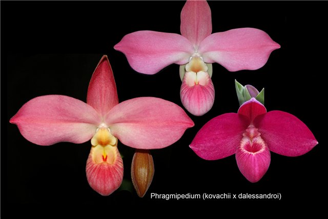 Phrag. Peruflora's Cirila Alca (kovachii x dalessandroi)-1.jpg
