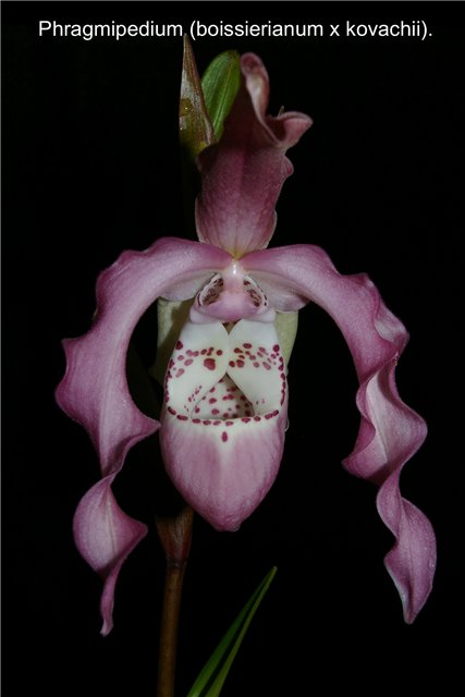 Phrag. Saltimbanco (boissierianum x kovachii).jpg