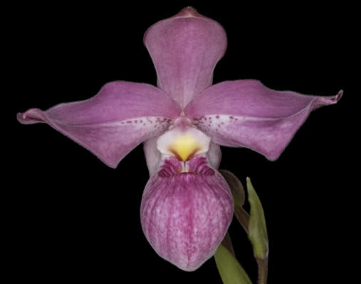 Phrag. (kovachii x richteri).jpg