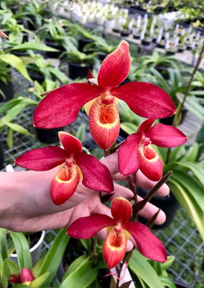 phragmipedium andean fire 1.jpg