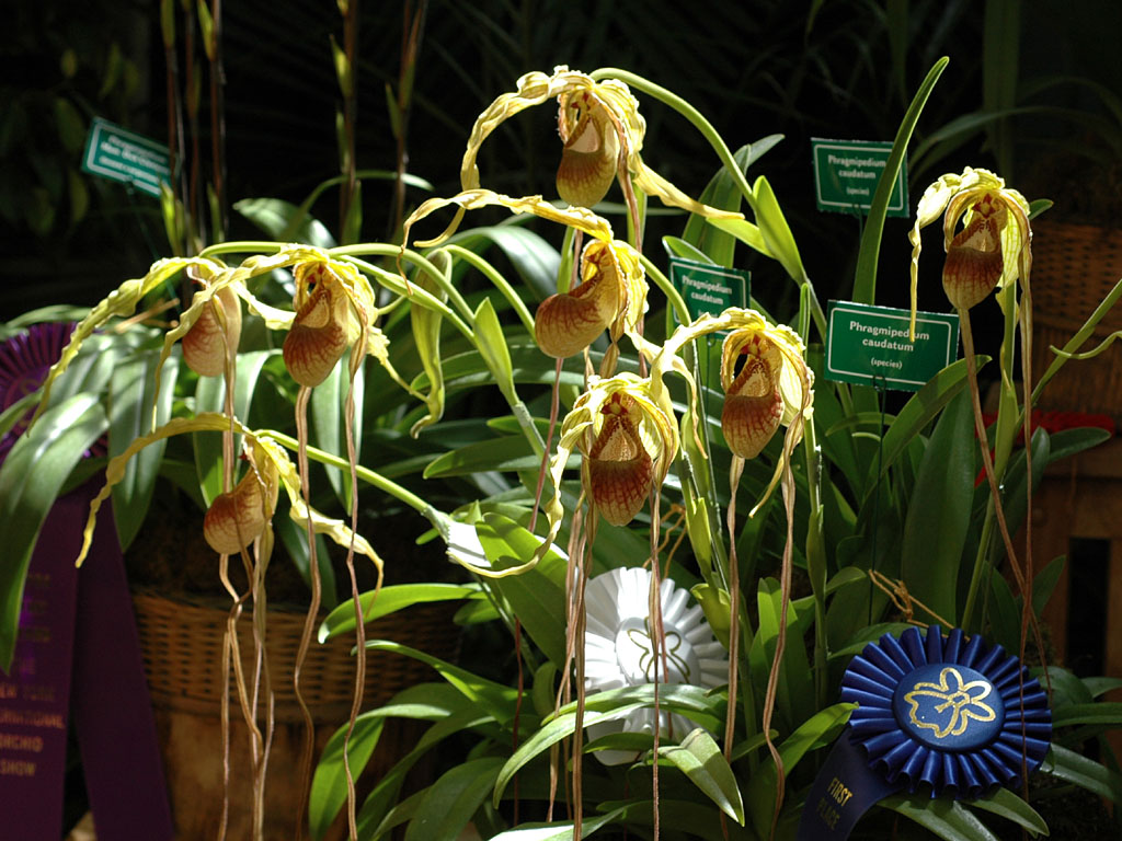 Phragmipedium caudatum.jpg