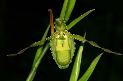 Phragmipedium boissierianum.jpg