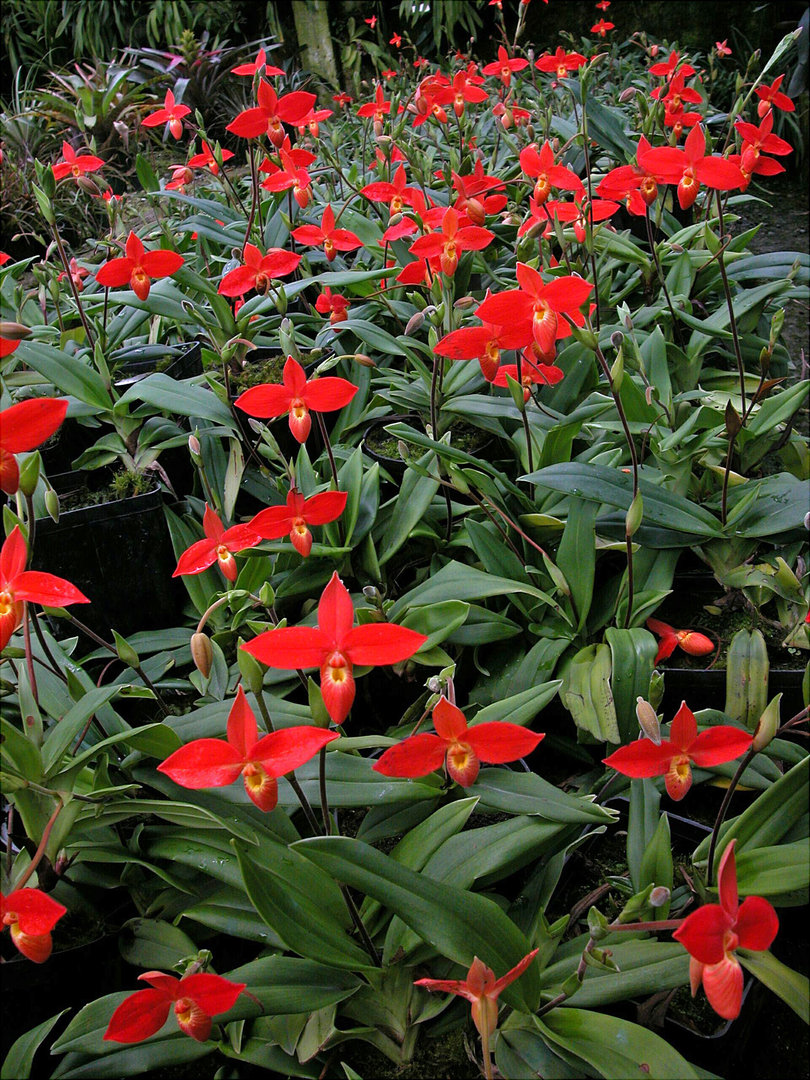 Phragmipedium besseae (De Ecuador).jpg