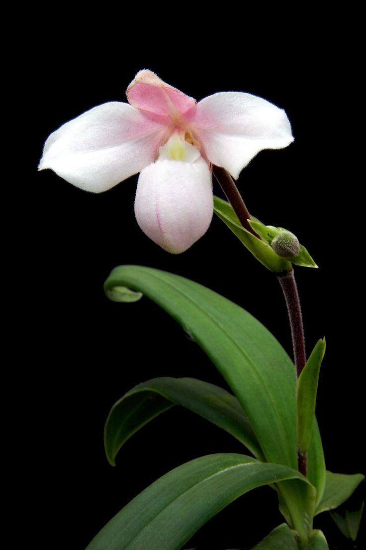 Phragmipedium andreettae.jpg