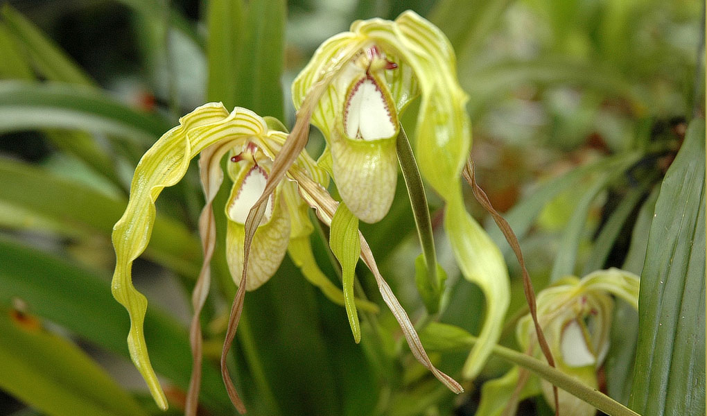 Phragmipedium wallisii.jpg