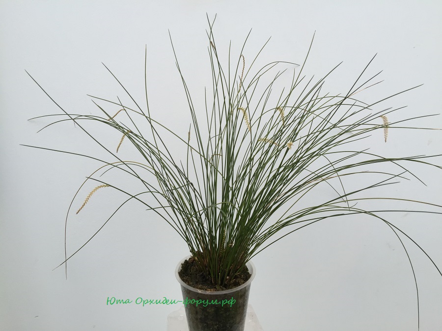 Dendrochilum tenellum.JPG