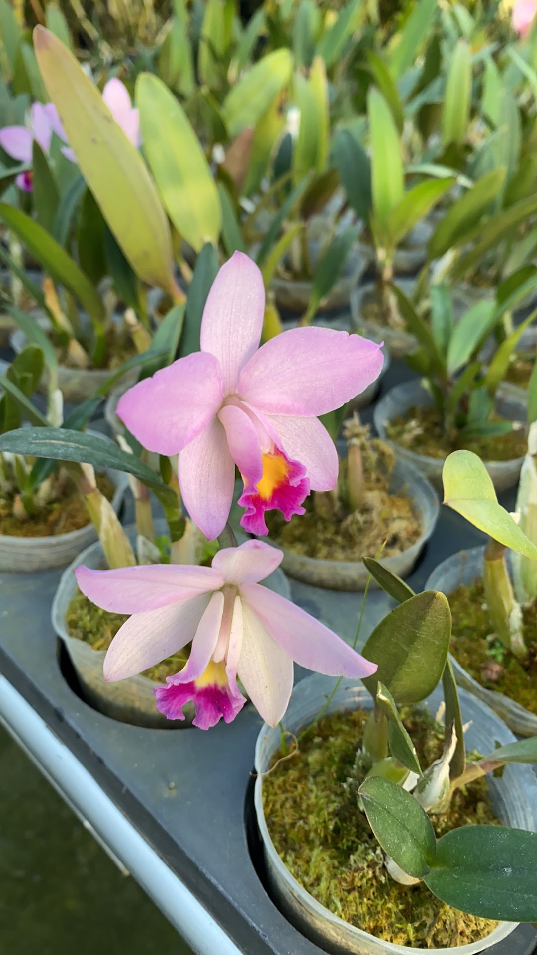 Ctt. Japanese Beauty 'Sakura'.jpg