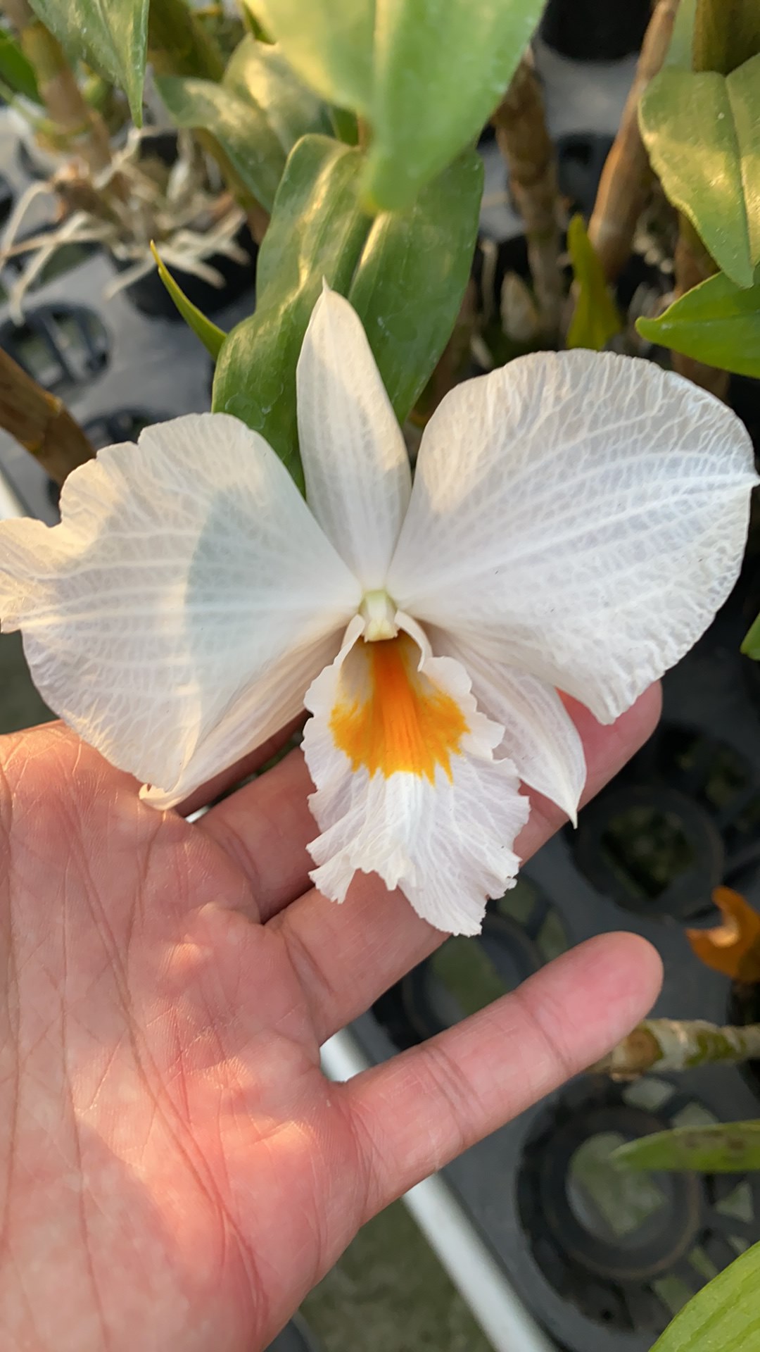 Den. Formidible 'Ryu Ma'.jpg