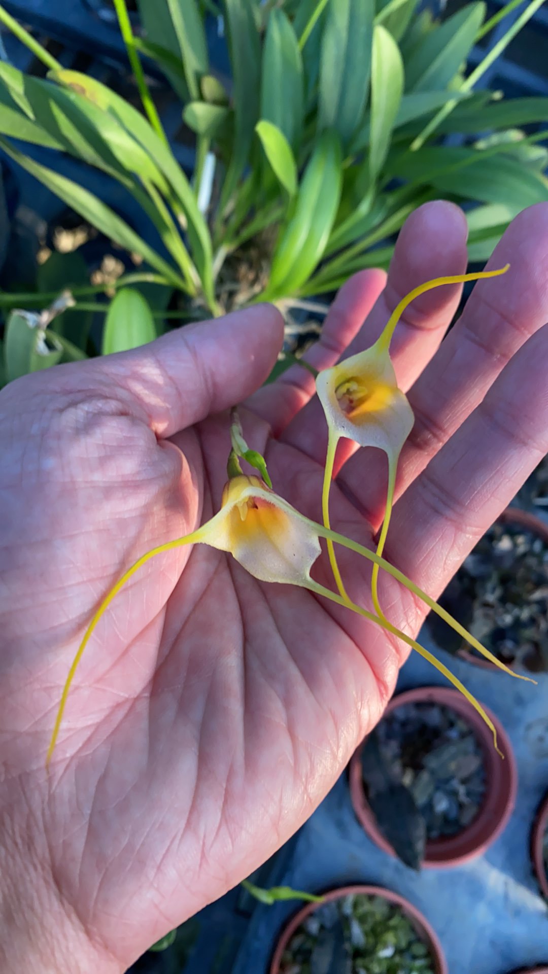 Masdevallia impostor x tonduzii.jpg