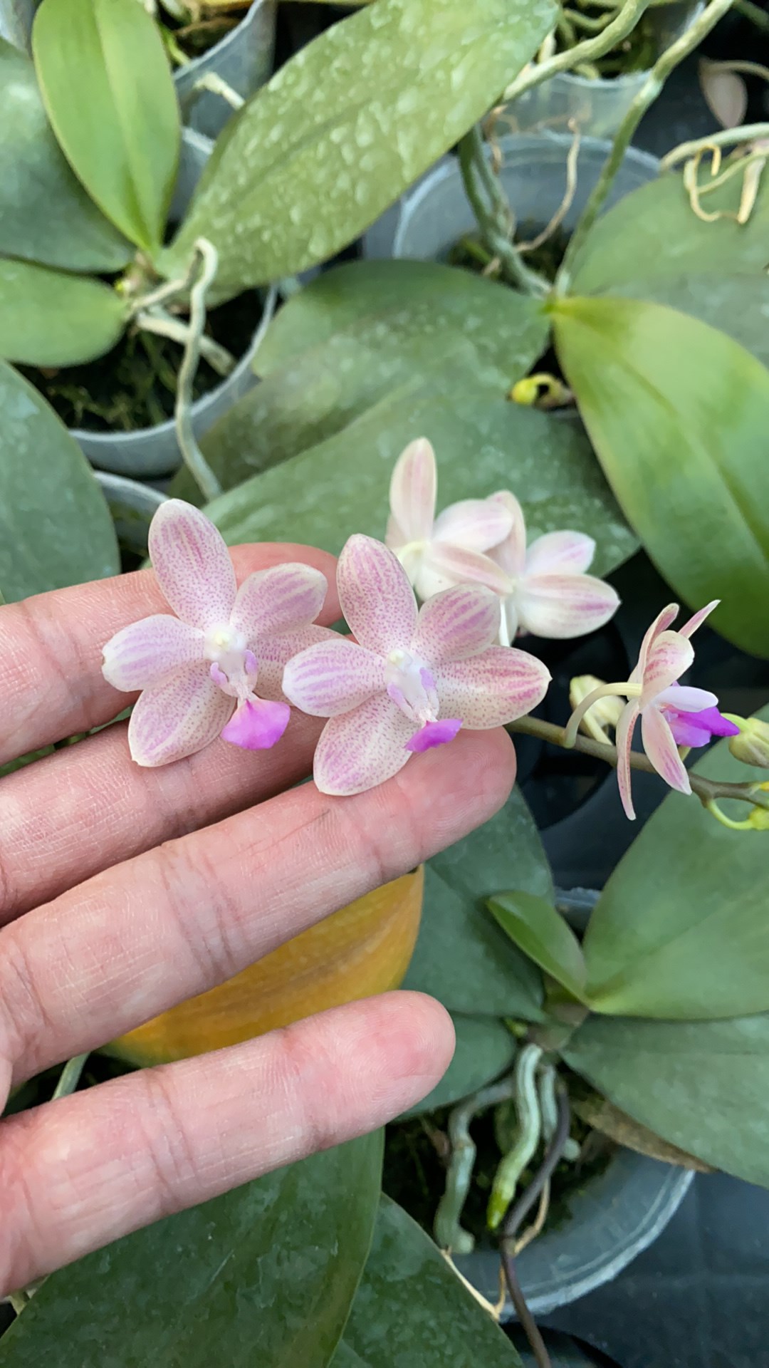 Phal. Javalin.jpg