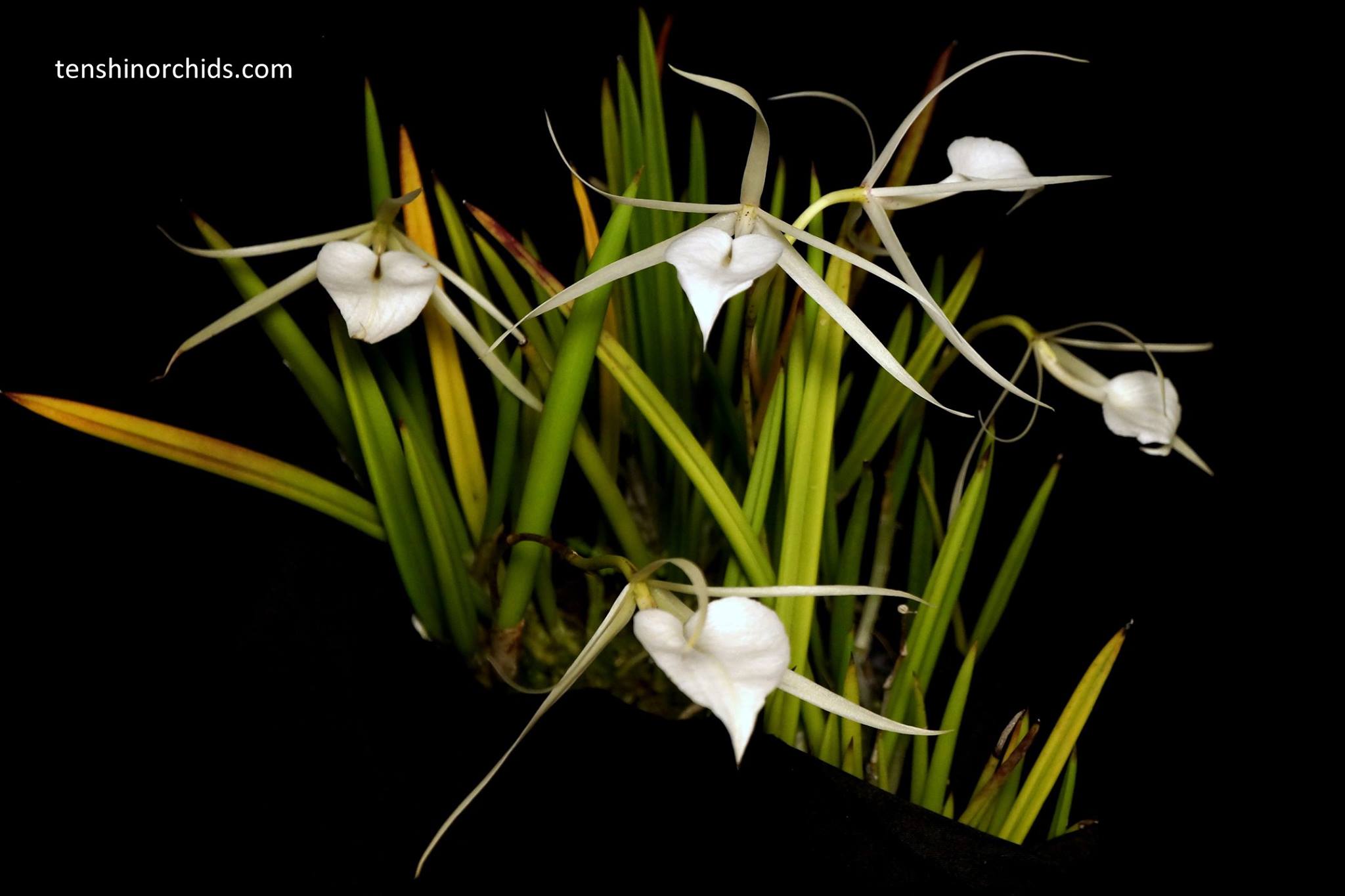 Brassavola nodosa tipo.jpg