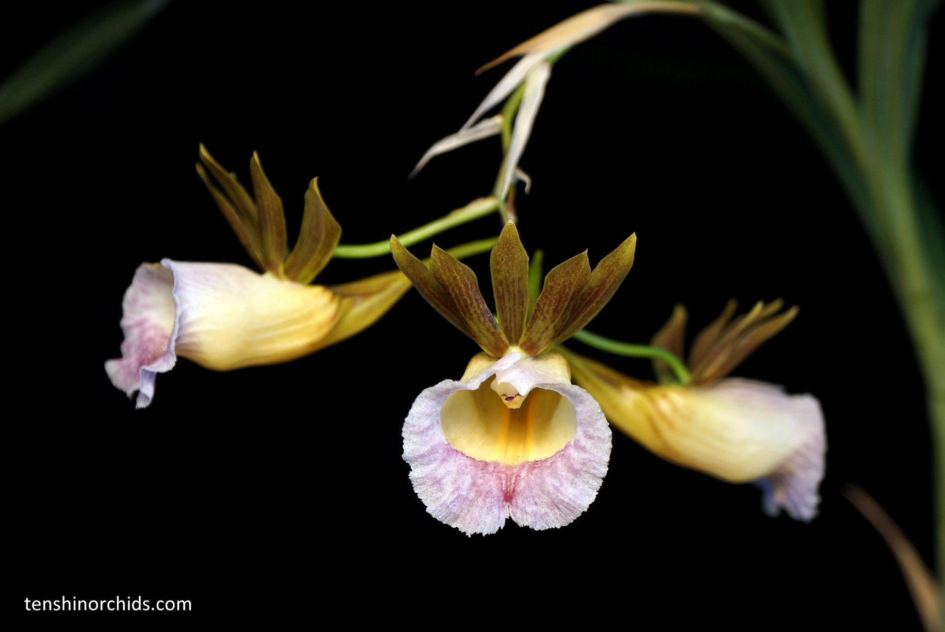 Galeandra leptoceras.jpg