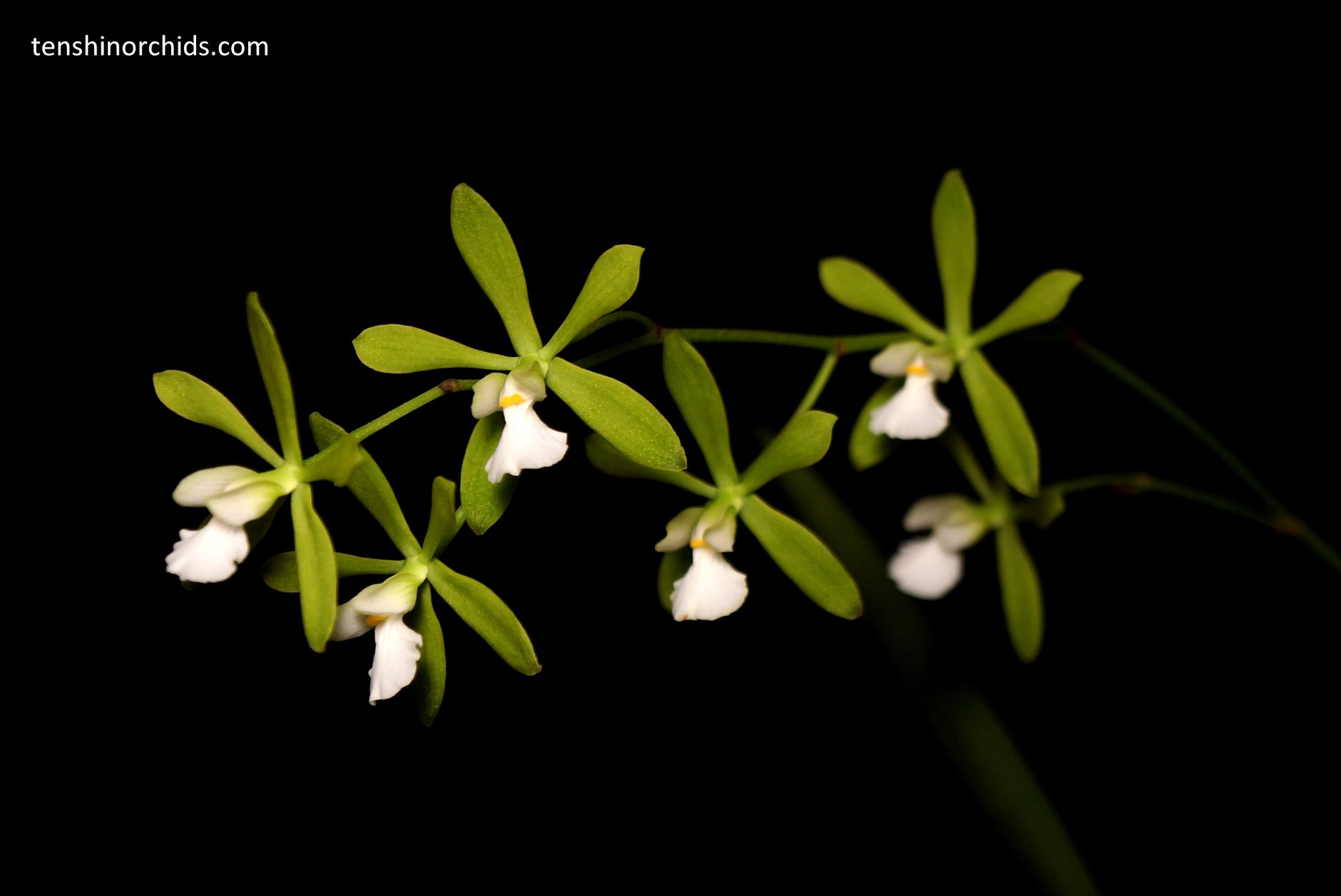 Encyclia tampensis f. alba.jpg