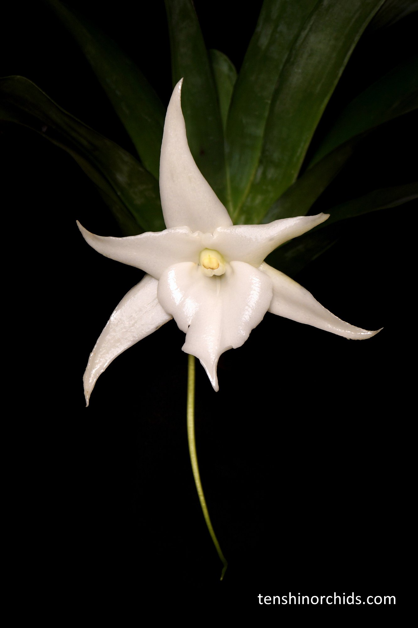 Angraecum Lemförde 'White Beauty'.jpg