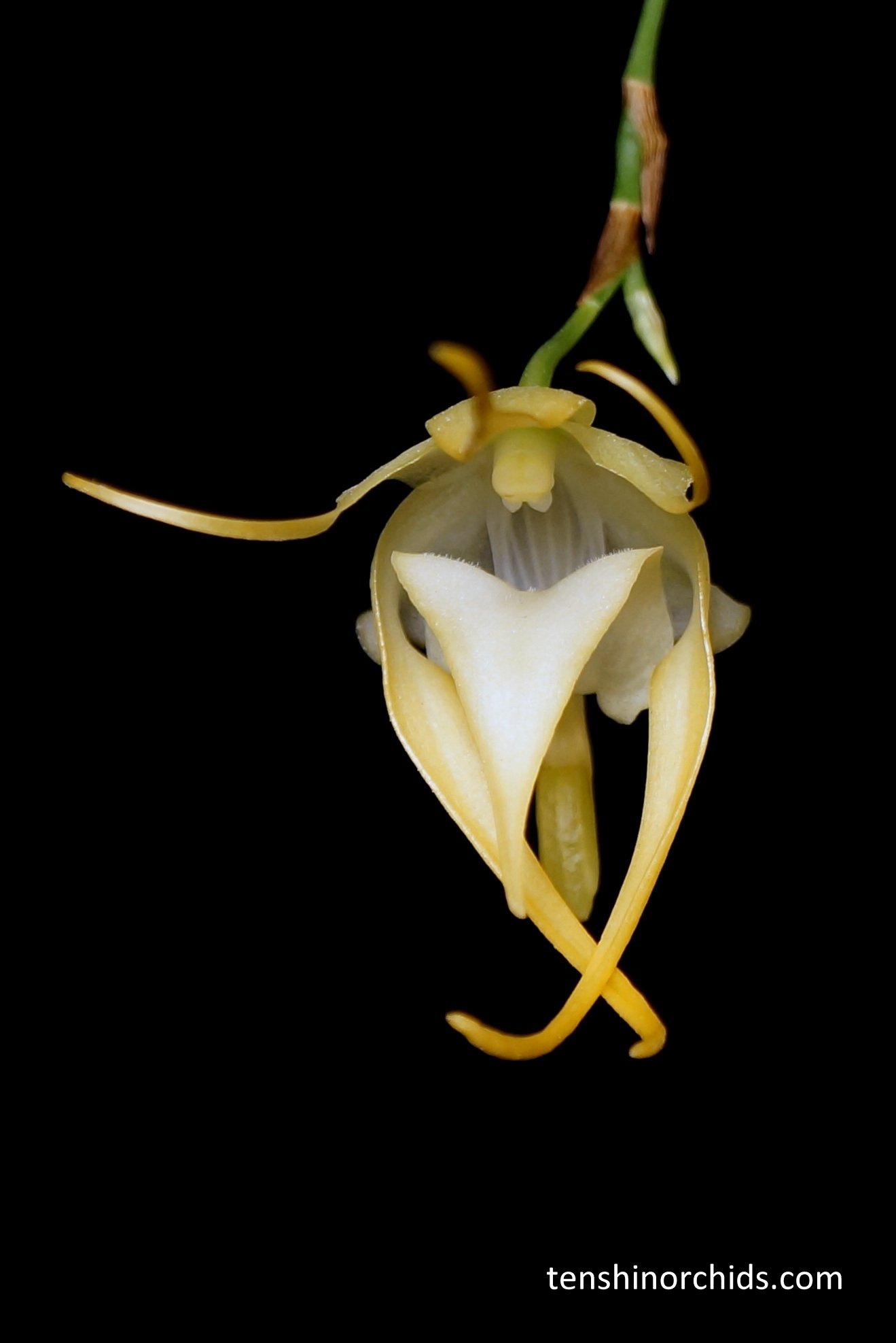 Aeranthes grandiflora.jpg