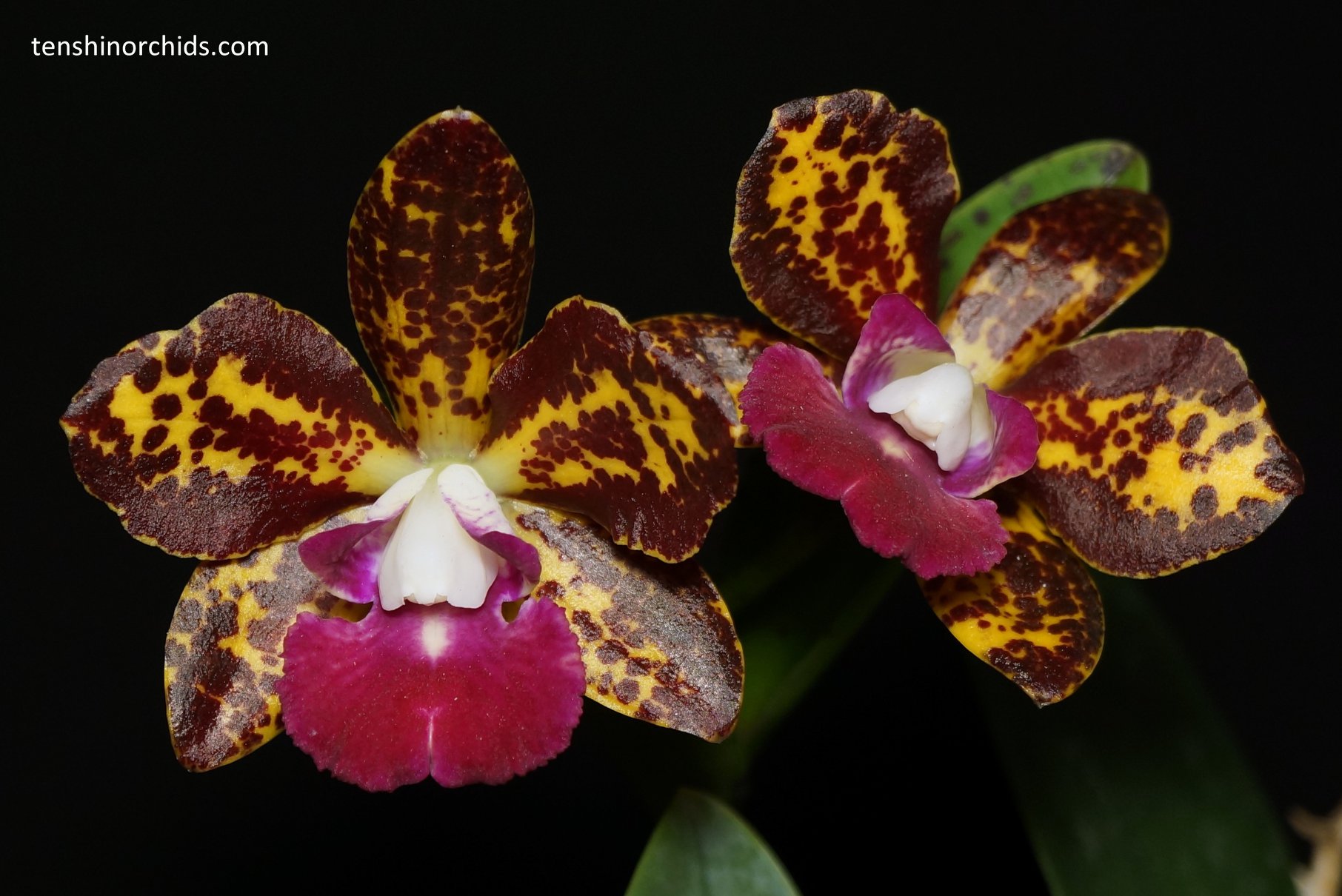 Rlc. Stippled Sunset.jpg