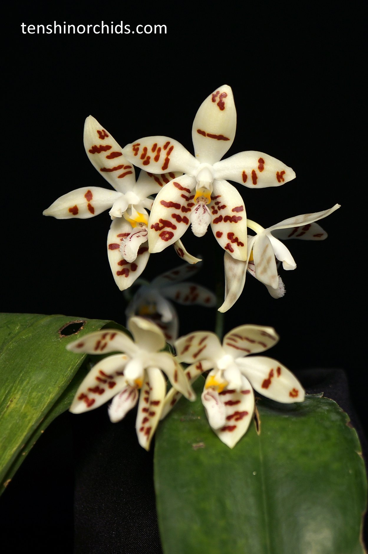 Phal. sumatrana (syn. zebrina).jpg