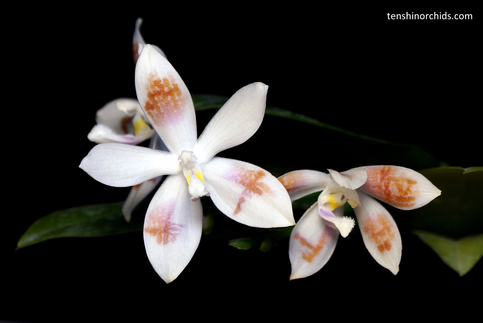 Phal. tetrapsis f. speciosa.jpg