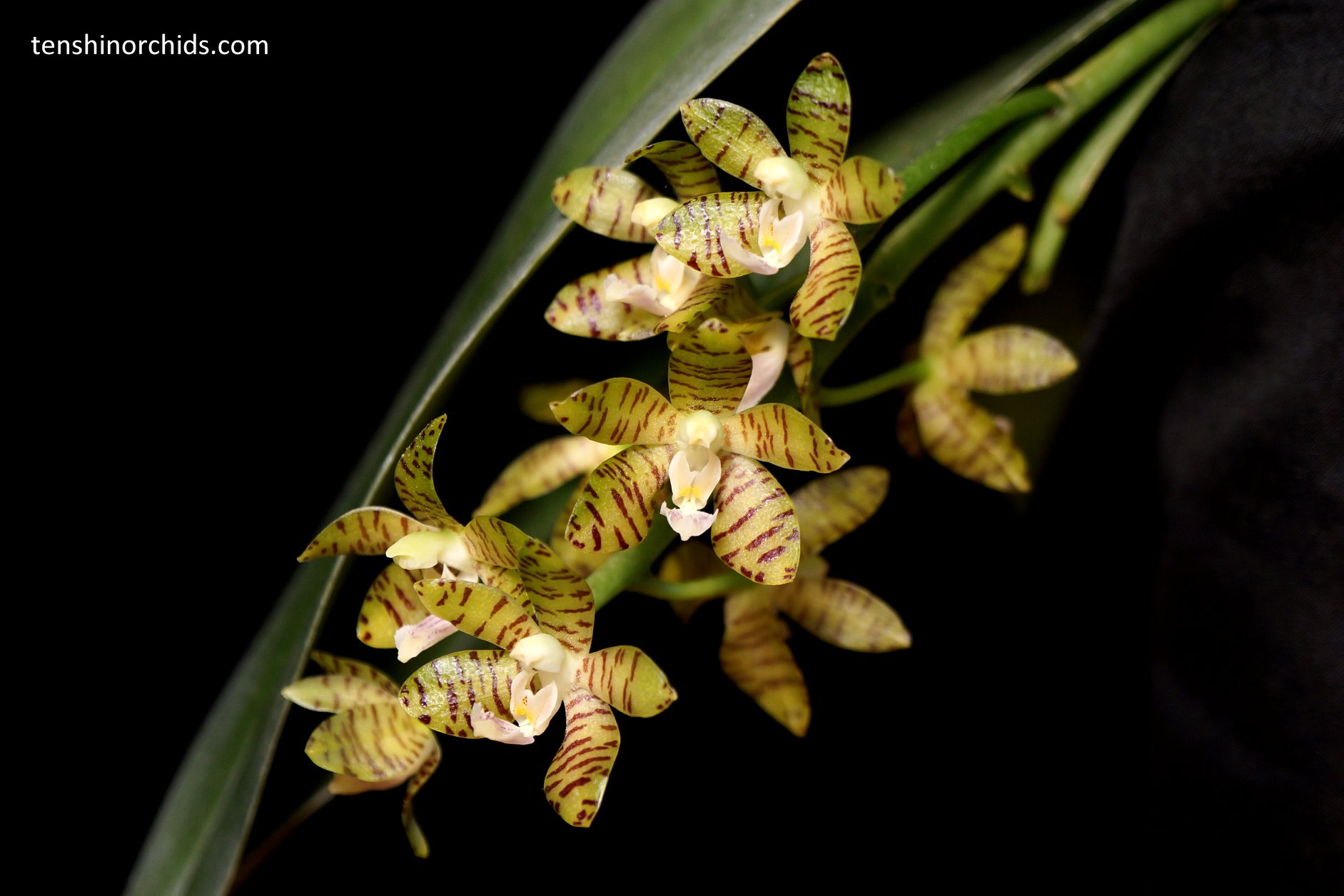 Phal. kapuasensis.jpg