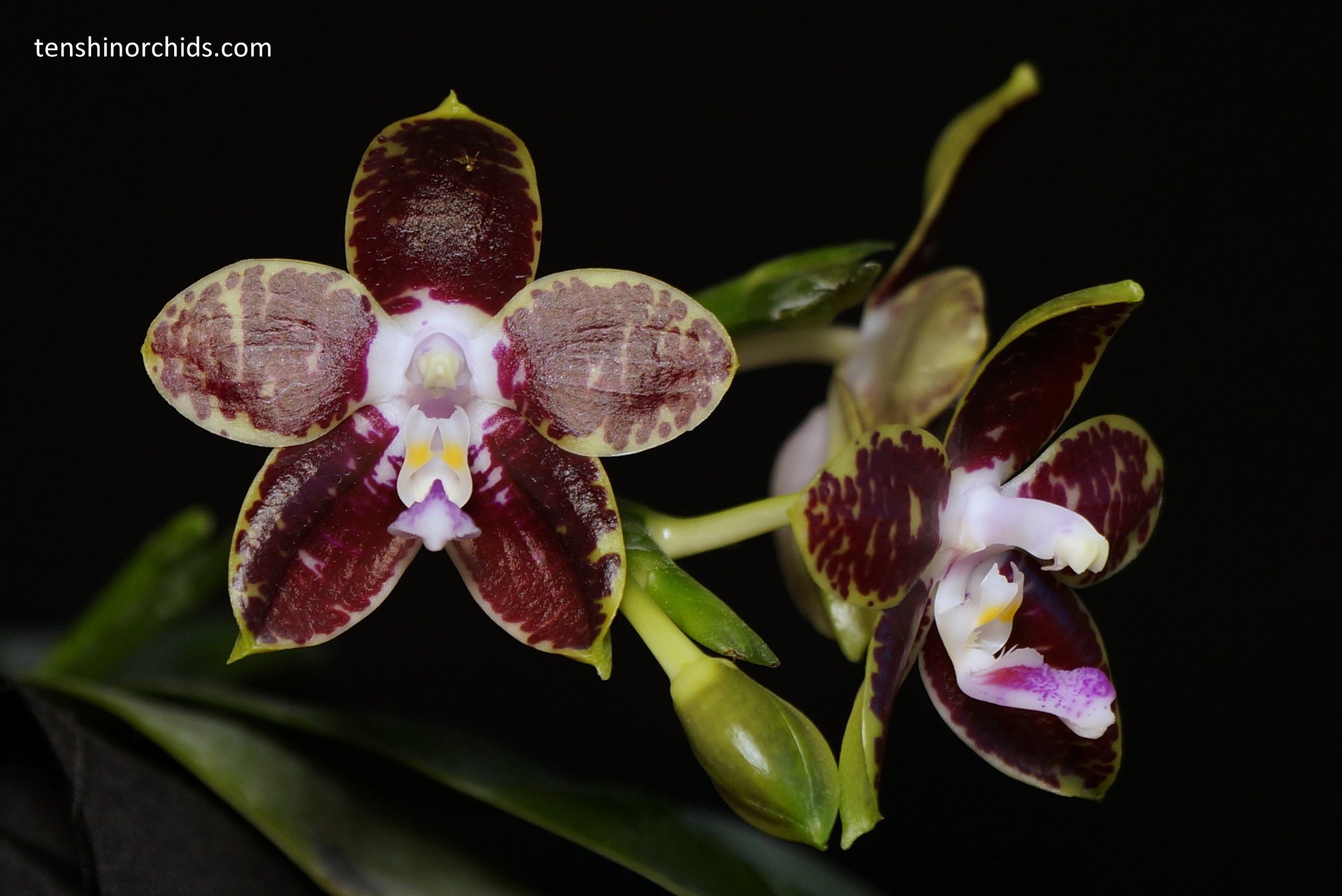 Phal. Jong's Ambotrana Cherry, select dark form.jpg