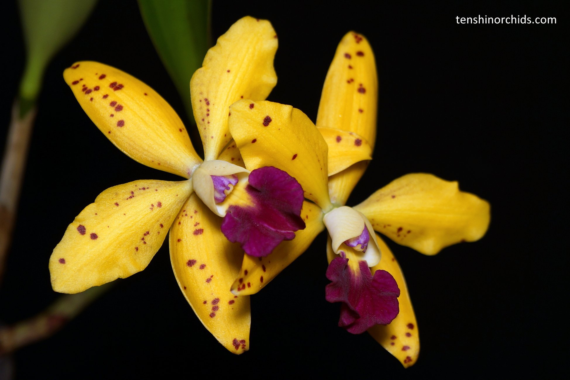 C. Jungle Elf 'Cheryl Isobee'.jpg