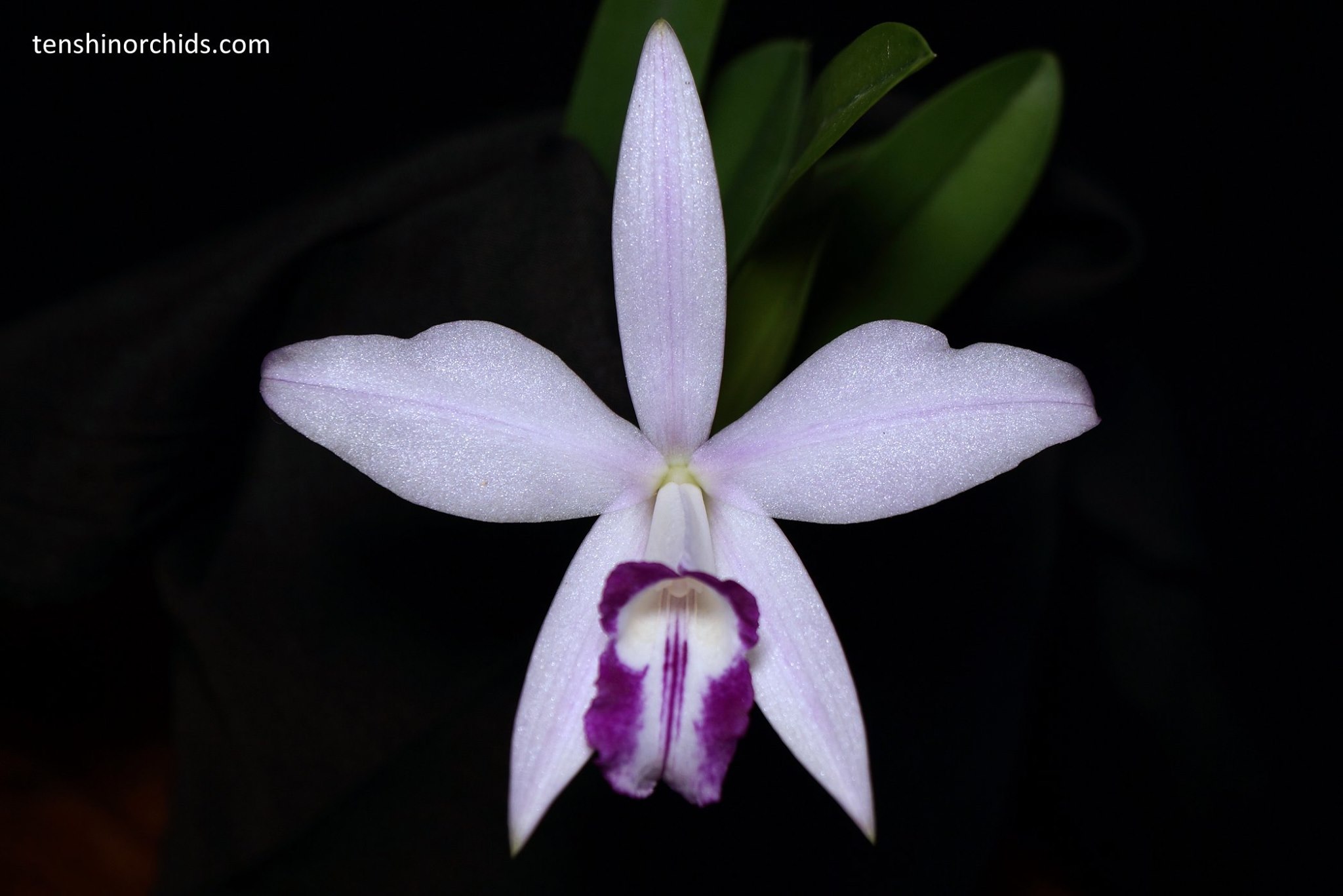 C. sincorana.jpg