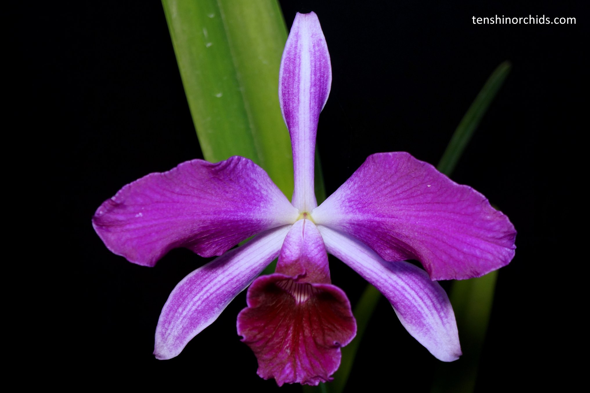 L. purpurata f. sanguinea.jpg