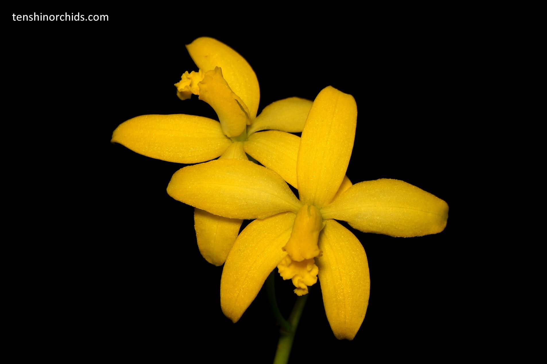 Cattleya briegeri.jpg
