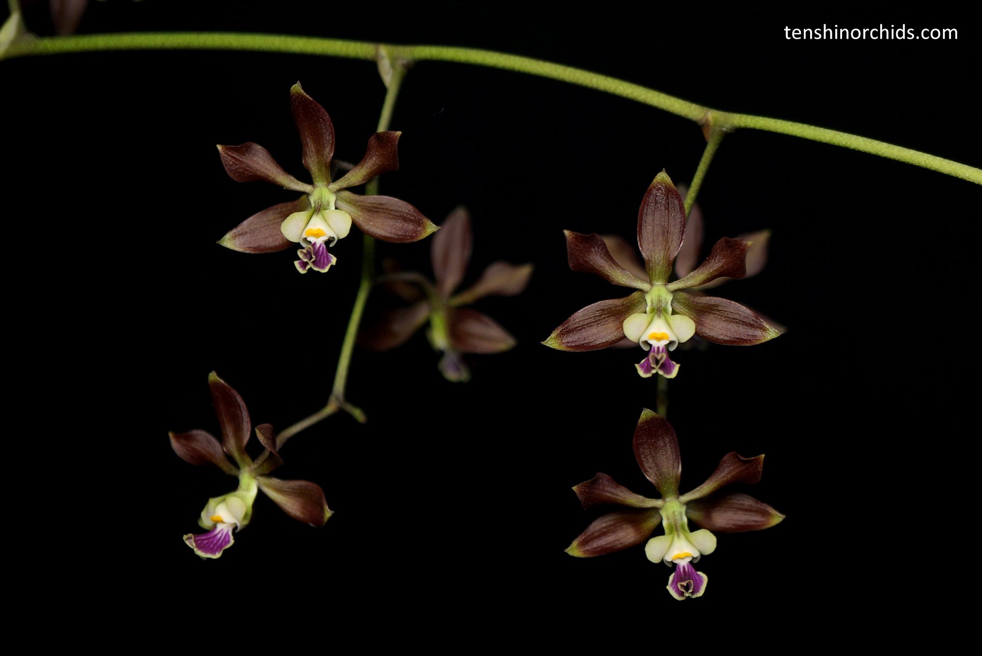 Encyclia guatemalensis.jpg