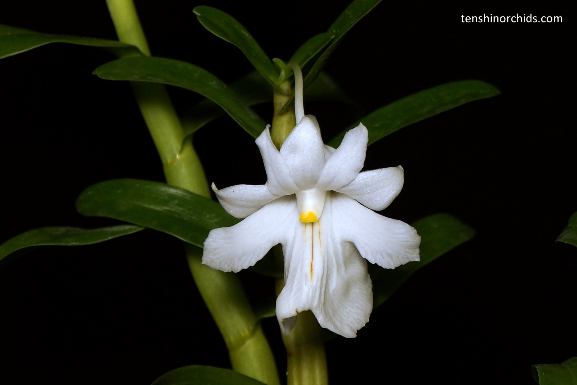 Dendrobium jyrdii, new sp. section Distichophyllae from Palawan Island.jpg