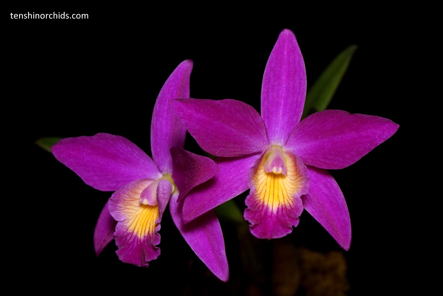 C. Chian-Tzy Guiding (C. Chian-Tzy Angiekoh x C. milleri).jpg