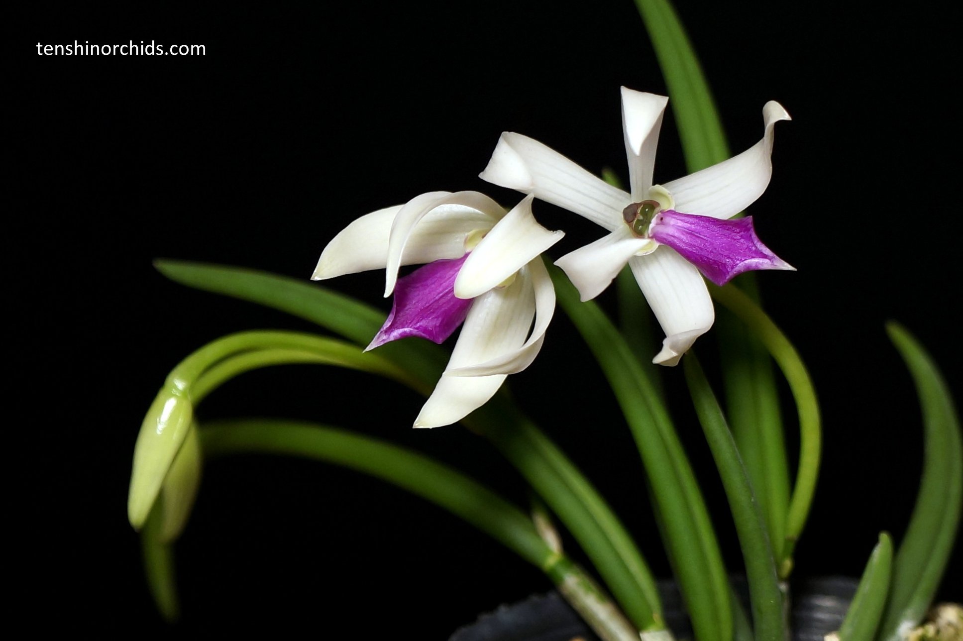 Leptotes bicolor.jpg