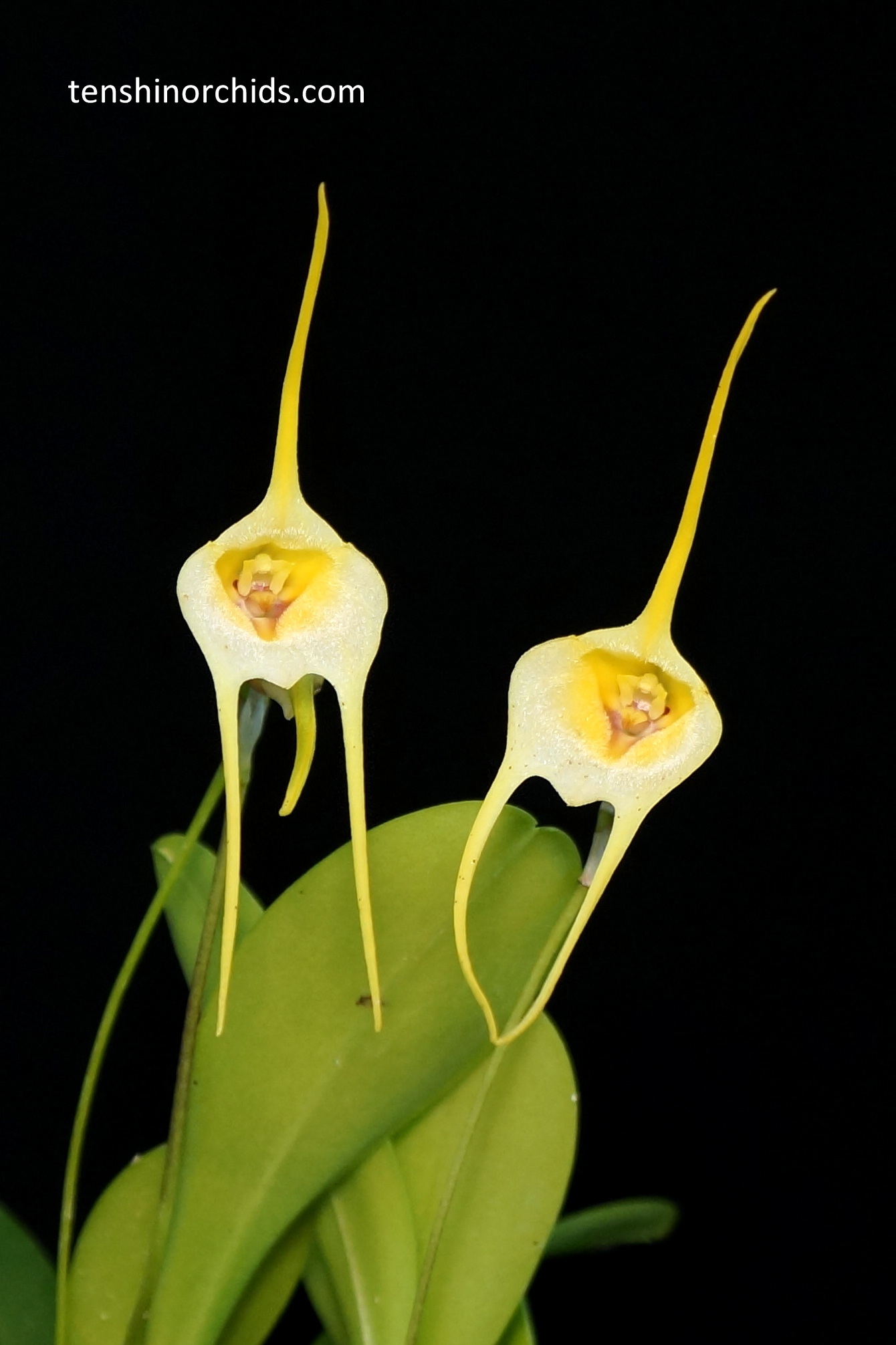 Masd. impostor x Masd. tonduzii.jpg